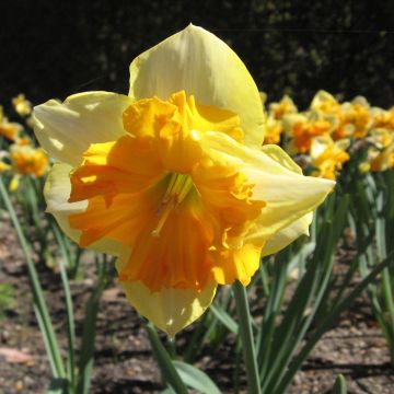 Narcissus Mondragon