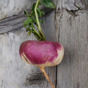 Navet d'Auvergne Hâtif NT - Ferme de Sainte Marthe