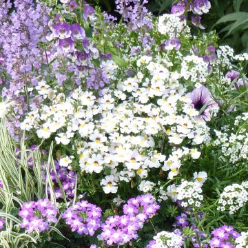 Nemesia strumosa Sunsatia Anona ('Innemsunan')