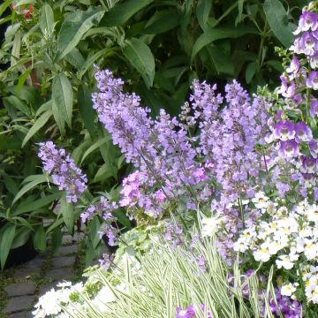 Nepeta faassenii Cats Meow - Catnip