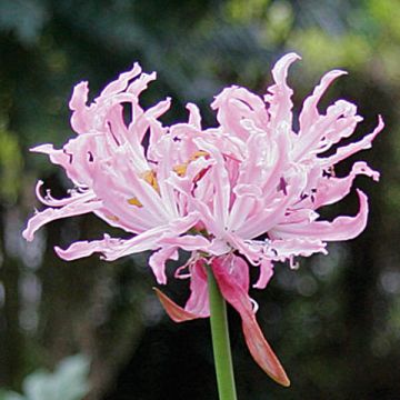 Nerine flexuosa pink