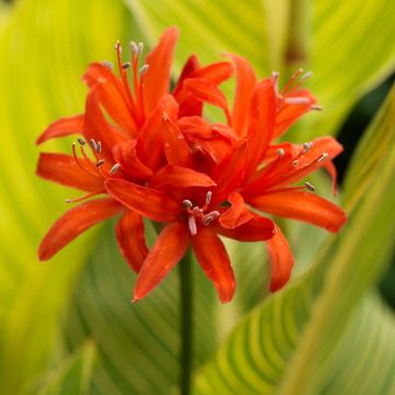 Nerine sarniensis var. corusca