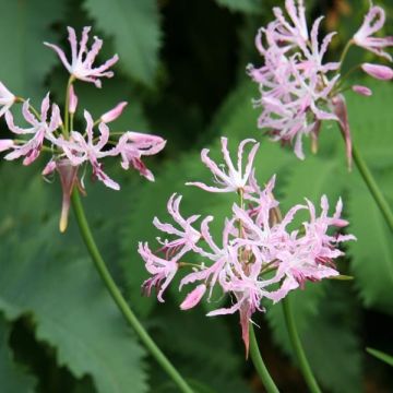 Nerine undulata