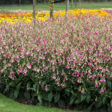 Nicotiana alata Vedado Rose Pink