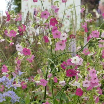 Nicotiana mutabilis Marshmallow