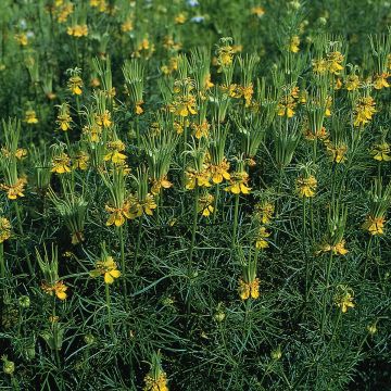 Nigella orientalis 'Transformer'