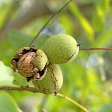 Common Walnut Weinsberg 1 - Juglans regia