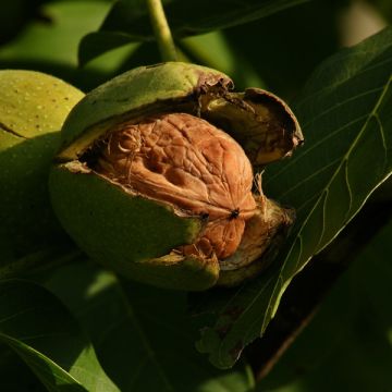 Common Walnut Franquette - Juglans regia