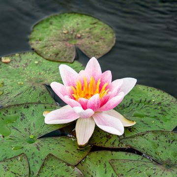 Nymphaea Laydekeri Liliacea - Water Lily