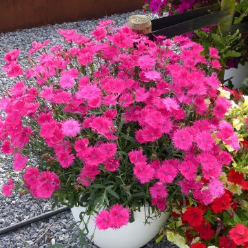 Dianthus Suntory Pink