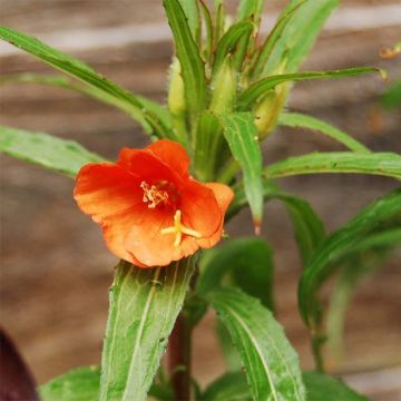 Oenothera versicolor - Red Evening Primrose