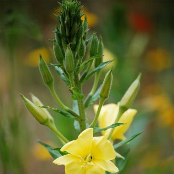 Oenothera biennis - Ferme de Sainte Marthe seeds seeds