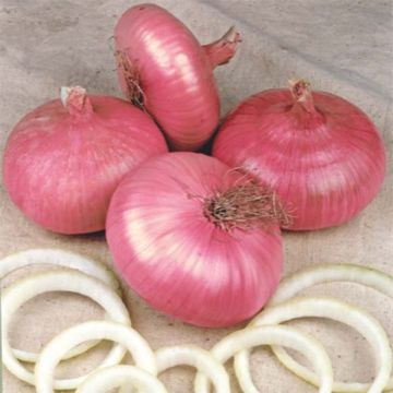 Onion Red Creole