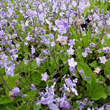 Omphalodes cappadocica Lilac Mist