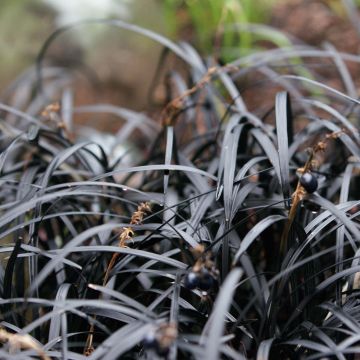Black Ophiopogon - Ophiopogon planiscapus Nigrescens