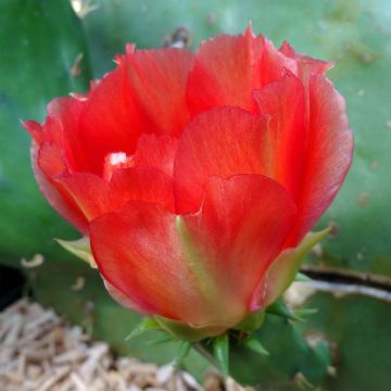 Opuntia engelmannii var. indheimeri - Prickly Pear