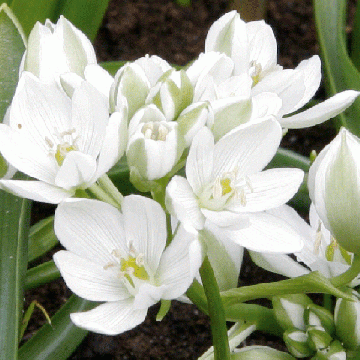 Ornithogalum balansae