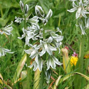 Ornithogalum narbonense 