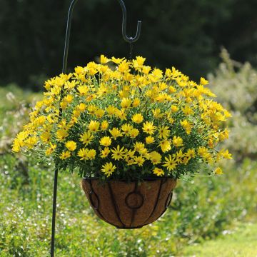 Osteospermum Voltage Yellow - Cape Daisy