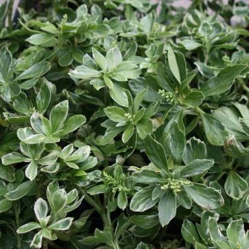 Pachysandra terminalis Variegata - Japanese Spurge