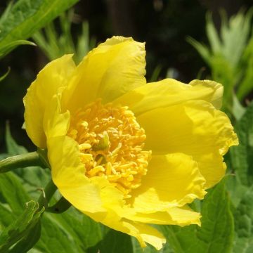 Paeonia delavayi var. lutea - Tree Peony