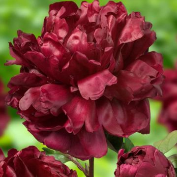 Paeonia x lactiflora Françoise Ortegat