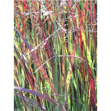 Panicum virgatum Heiliger Hain - Switchgrass