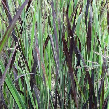 Panicum virgatum Blue Darkness - Switchgrass