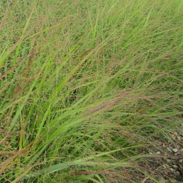 Panicum virgatum Rehbraun - Switchgrass