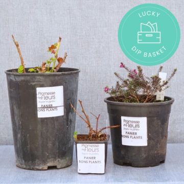 Rescue plant box