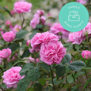 Promesse de Fleurs' anti-waste roses baskets 