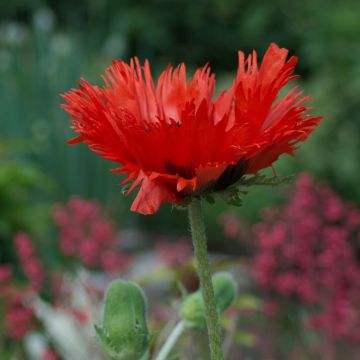 Papaver orientale Curlilocks - Oriental Poppy