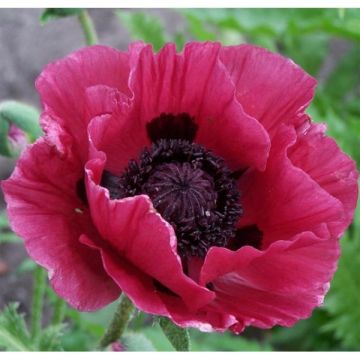 Papaver orientale Marlene - Oriental Poppy