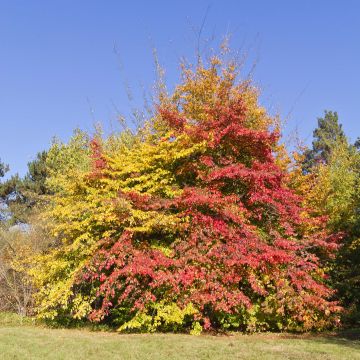 Parrotia persica - Persian Ironwood