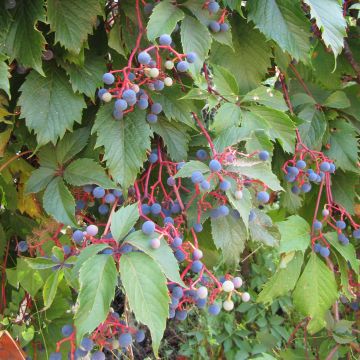 Parthenocissus quinquefolia- Virginia Creeper