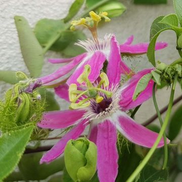 Passiflora Aurora - Passion Flower