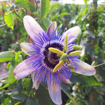 Passiflora Lady Betty Myles Young- Passion Flower