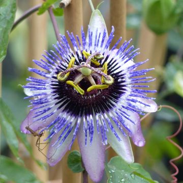 Passiflora Damsels Delight- Passion Flower