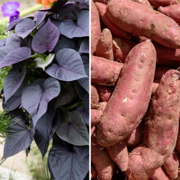 Sweet Potato Sakura - Ipomoea batatas