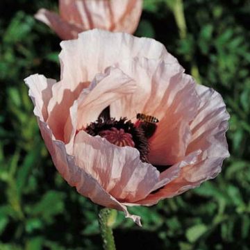 Papaver orientale Prinzessin Victoria Louise - Oriental Poppy