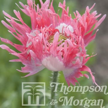 Opium Poppy Pink Fizz Seeds - Papaver somniferum