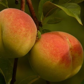 Prunus persica Amsden - Peach Tree