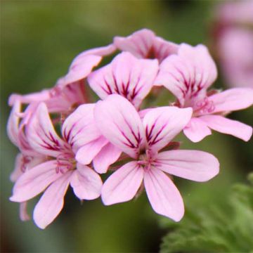 Pelargonium graveolens Grey Lady Plymouth