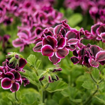 Pelargonium Mosquitaway Megan