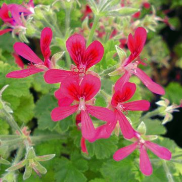 Pelargonium Concolour Lace