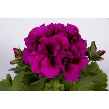 Pelargonium Burghi - Regal Geranium