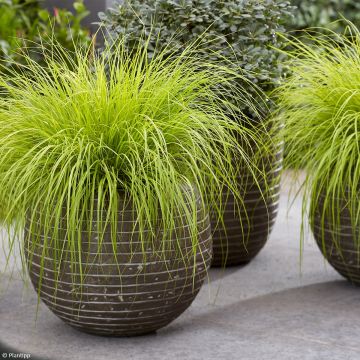 Pennisetum alopecuroides Lumen Gold - Chinese Fountain Grass