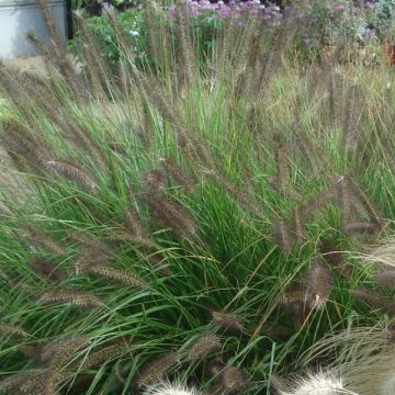 Pennisetum alopecuroïdes Moudry - Chinese Fountain Grass