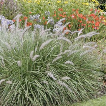 Feather grass - Pennisetum Orientale