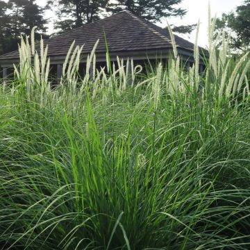 Pennisetum orientale Fairy Tails - Oriental Fountain Grass